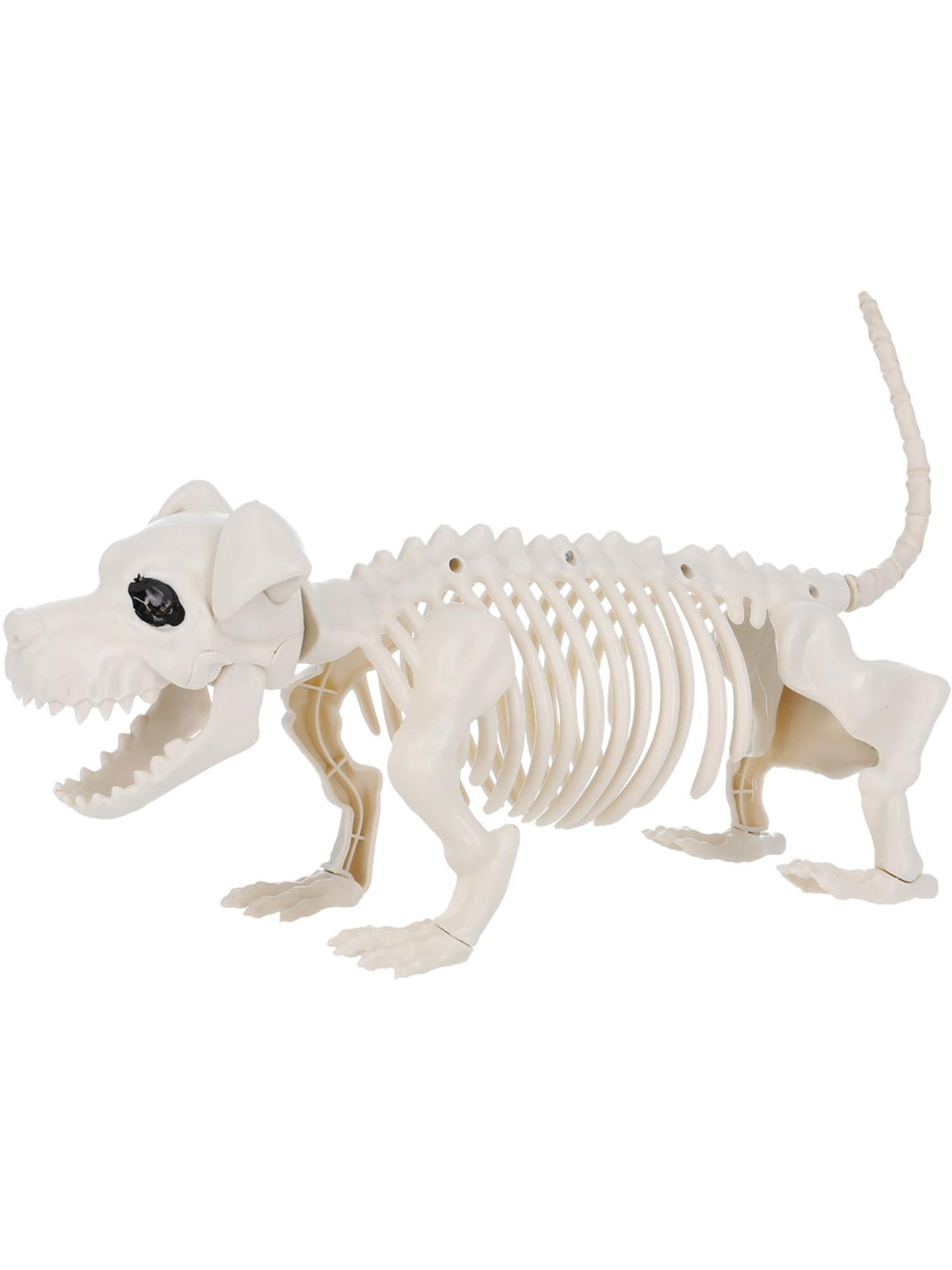 Dog Skeleton Prop, Natural Wholesale