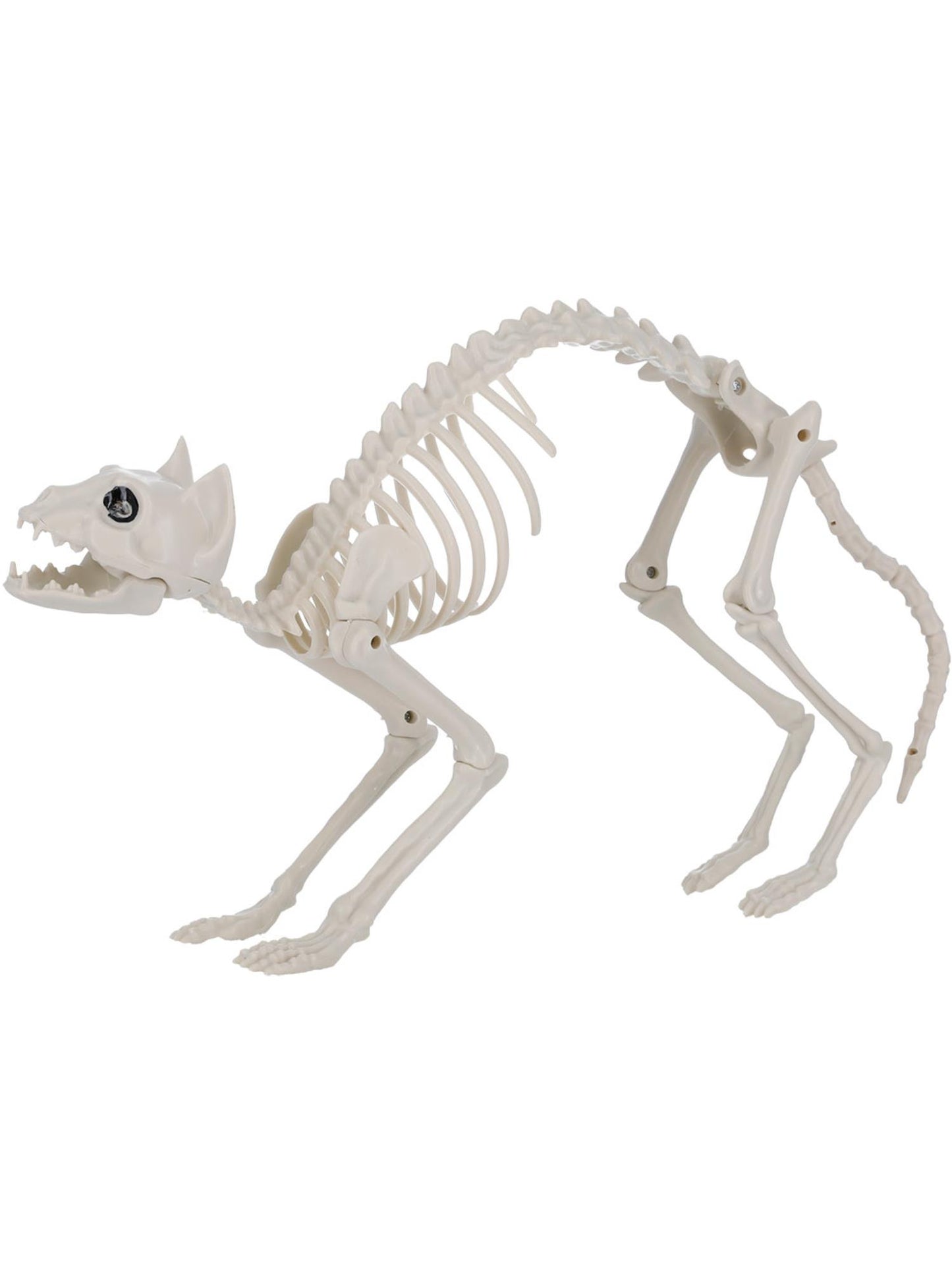 Accessoire squelette de chat, Naturel, 60cmx12cmx25cm / 24inx5inx10in